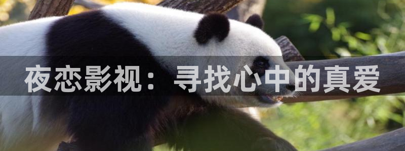 光棍影院观看在线：夜恋影视：寻找心中的真爱